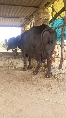 ભેંસ વેચવાની છે