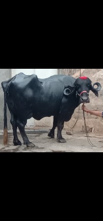 ભેંસ વેચવાનું છે 1 છે