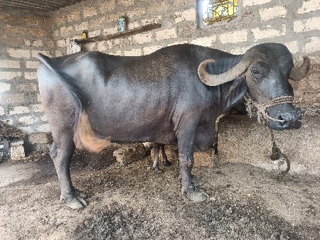 ભેંસ વેચવાની છે