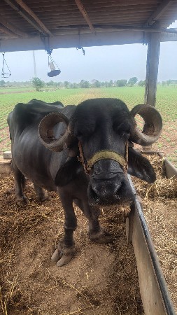 bhes  vechvani se