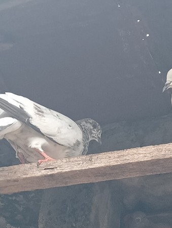 કબૂતર