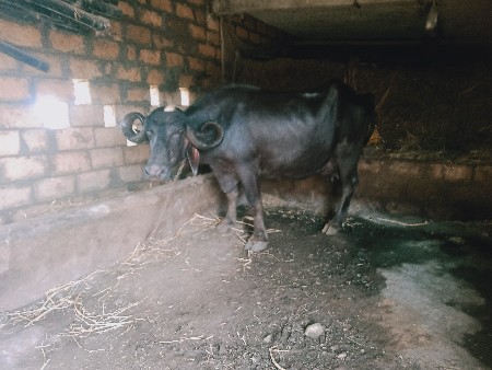 ભેંસ વેચવાની છે