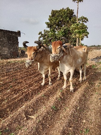 બળદ વેચવાના છે