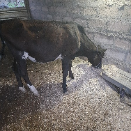 જસી