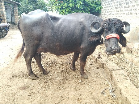 ભેંસ વેચવાની છે