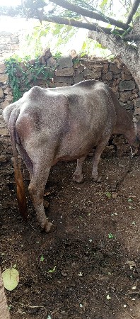 ભેંસ વેચવાની સે