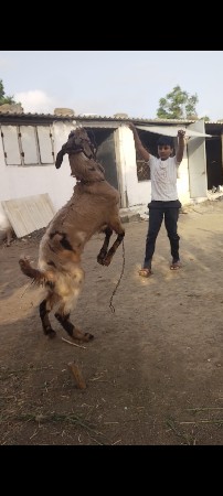 બકરો વેચવાનો છે