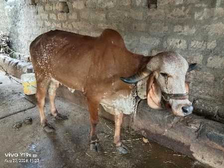 ૨.૫ લીટર દૂધ છે