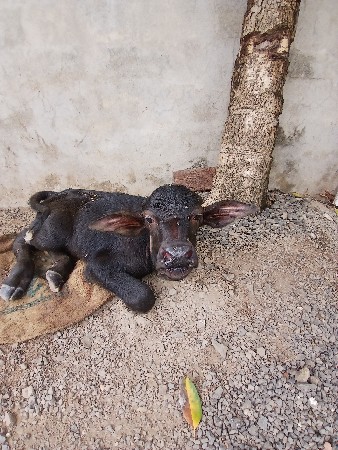 ભેંસ વેસવાની સે