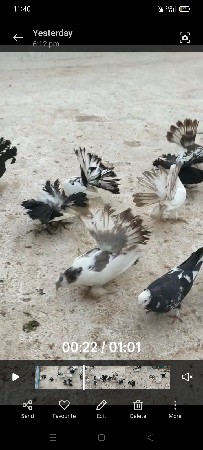 10 નગ છે બધા ભેગા દેવના છે