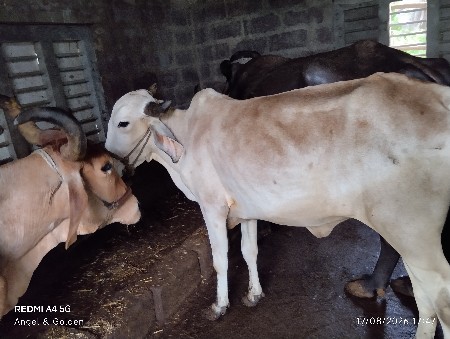 બે વાછડી દેવાની છે