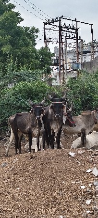 વાછડા વેચવાના છે