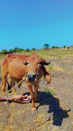 વેચવાના છે