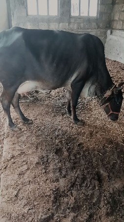 ગાય વેચવાની છે