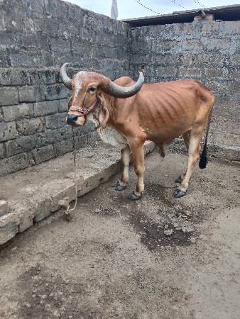 ર