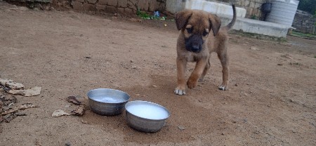 જર્મન શેફર્ડ