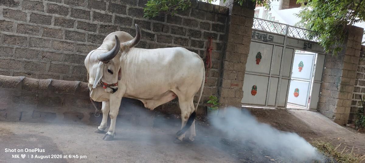 બળદ વેચવાના છે