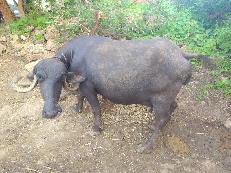 ભેંસ વેચવાની છે