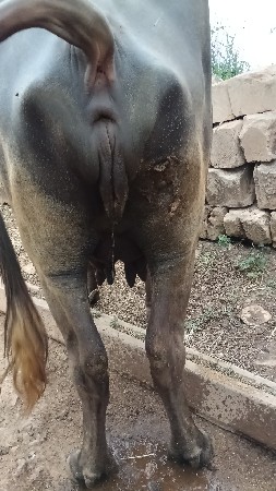 ૩ ભેંસ વેચવાની