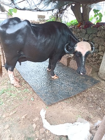 વેચવાની છે