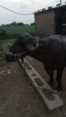 ભેંસ વેચવાની છે