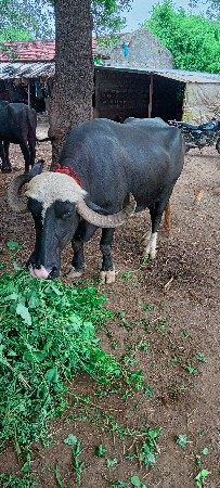 એક મહિનો થયો છે