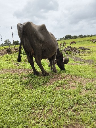 3 વેતર, 8 દીવસની કાચી