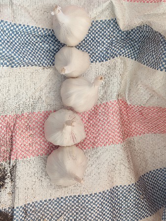 યુ ટી લસણ નુ બીયારણ