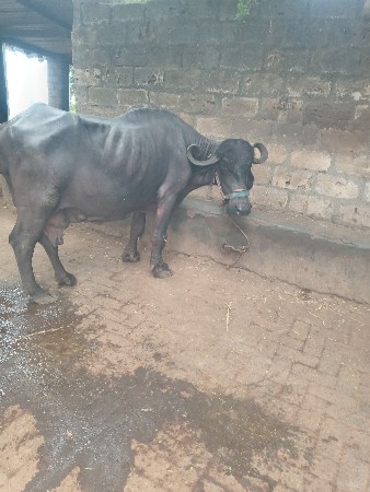 ભેસ વેચવાની છે