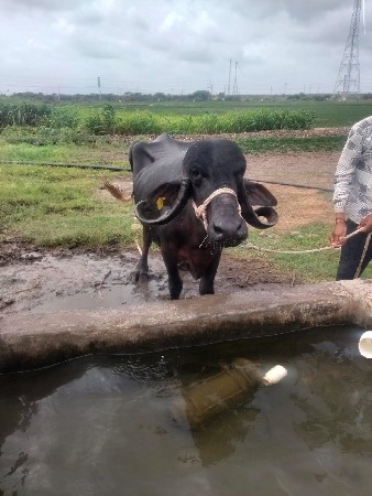 ભેંસ વેચવાની છે