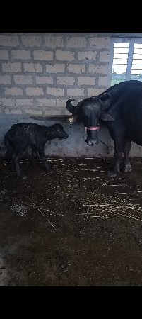 ભેંસ