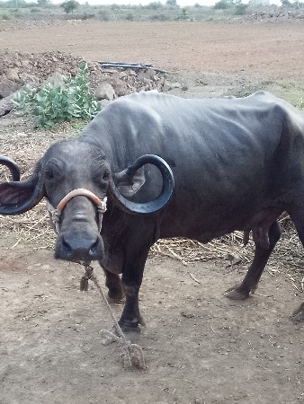 4 વેતર