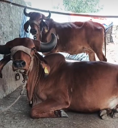 ગાય વેચવાની છે