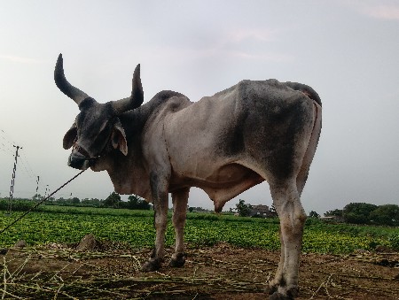 4 ધર