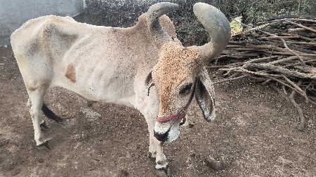 આ બળદ વેચવા નું છે ફૂલ જવાબદારી