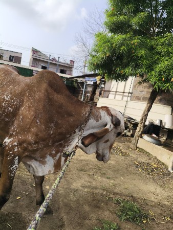 સારો ગીર નંદી દેવાનો છે.