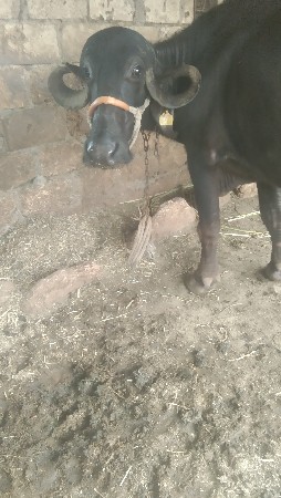 ભેંસ