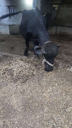 ભેશ બીજુ વેતર