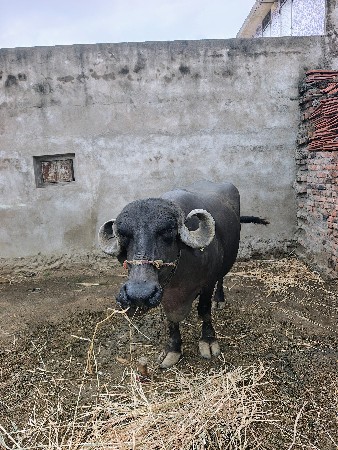 ભેંસ વેચવાની છે