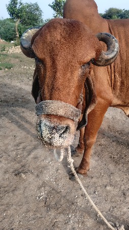 આ ગાય વેચવાની છે