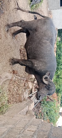 ભેંસ વેચવાની છે
