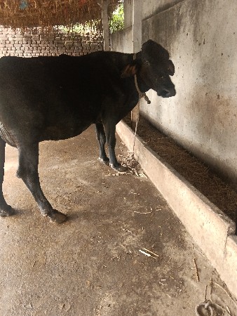 વેસવાની સે ગાય