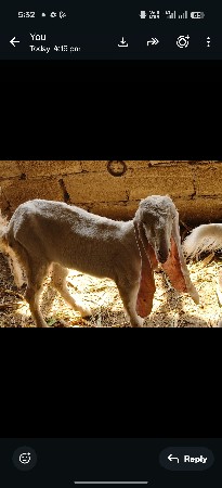 2. સ્ત્રી   બચલી