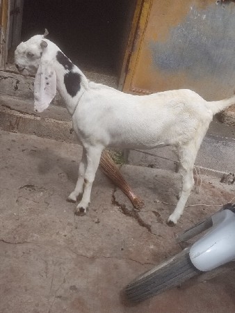 ORIJNAL HEDRABADI BAKRI
