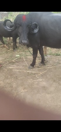 2ભેંસો વેચવાની