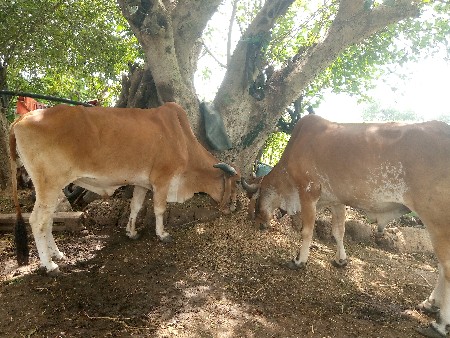 બળદ વેચવાના છે