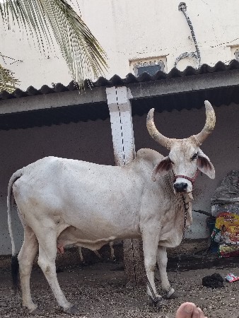 ગાયના સાટામાં ઘોડી કે વચ્ચેરી