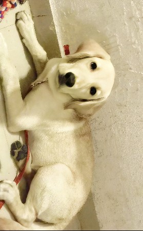 lebrador femel 4 month