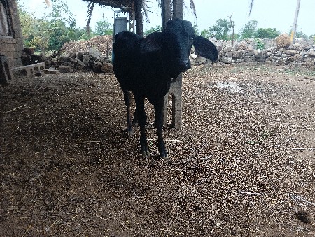 asfvasdi