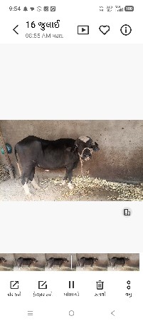 ખડેલી